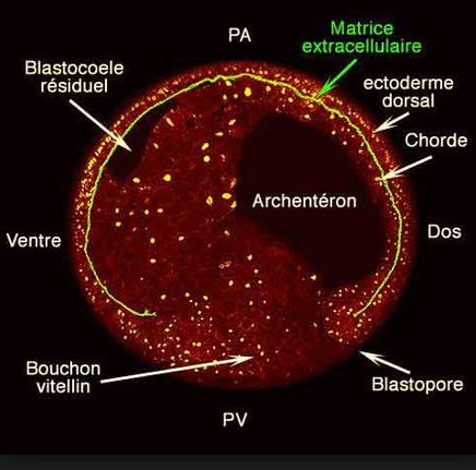 pv meaning